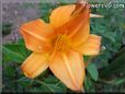 orange lily flower