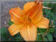 orange lily flower