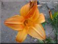 orange lily flower