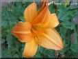 orange lily flower