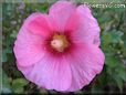 hollyhock flower