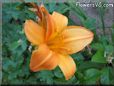 orange lily flower