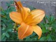 orange lily flower