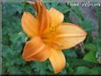 orange lily flower