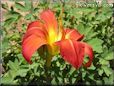 red yellow lily flower