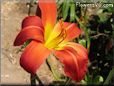 red yellow lily flower