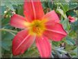 red lily flower