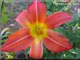 red lily flower