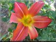 red lily flower