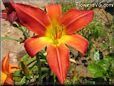 red yellow lily flower