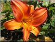 red orange lily flower