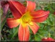 red yellow lily flower