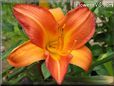 red orange lily flower