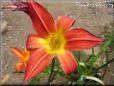 red yellow lily flower