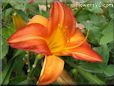 red orange lily flower