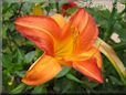 red orange lily flower