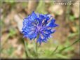 blue bachelor button flower