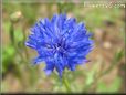 blue bachelor button flower