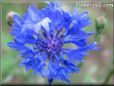 blue bachelor button flower