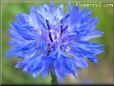 blue bachelor button flower