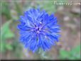 blue bachelor button flower