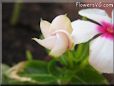  vinca flower pictures