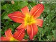 red yellow lily flower