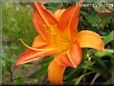 red orange lily flower
