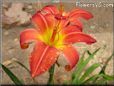 red yellow lily flower