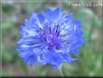 blue bachelor button flower