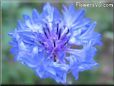 blue bachelor button flower
