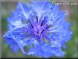 blue bachelor button flower
