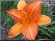 orange lily flower