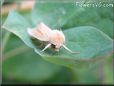 small moth pictures
