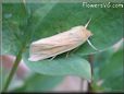 moth tan