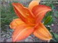 orange lily flower