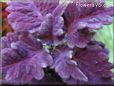 purple coleus