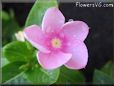  vinca flower pictures