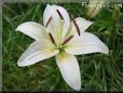 white lily flower