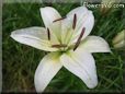 white lily flower