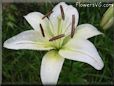 white lily flower