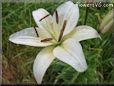 white lily flower