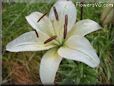 white lily flower