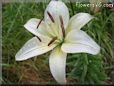 white lily flower