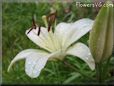 white lily flower