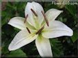 white lily flower