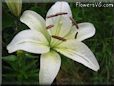 white lily flower