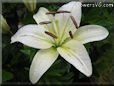 white lily flower