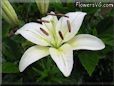 white lily flower