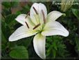 white lily flower